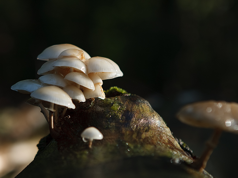 Oudemansiella mucida Porceline fungus Porseleinzwam